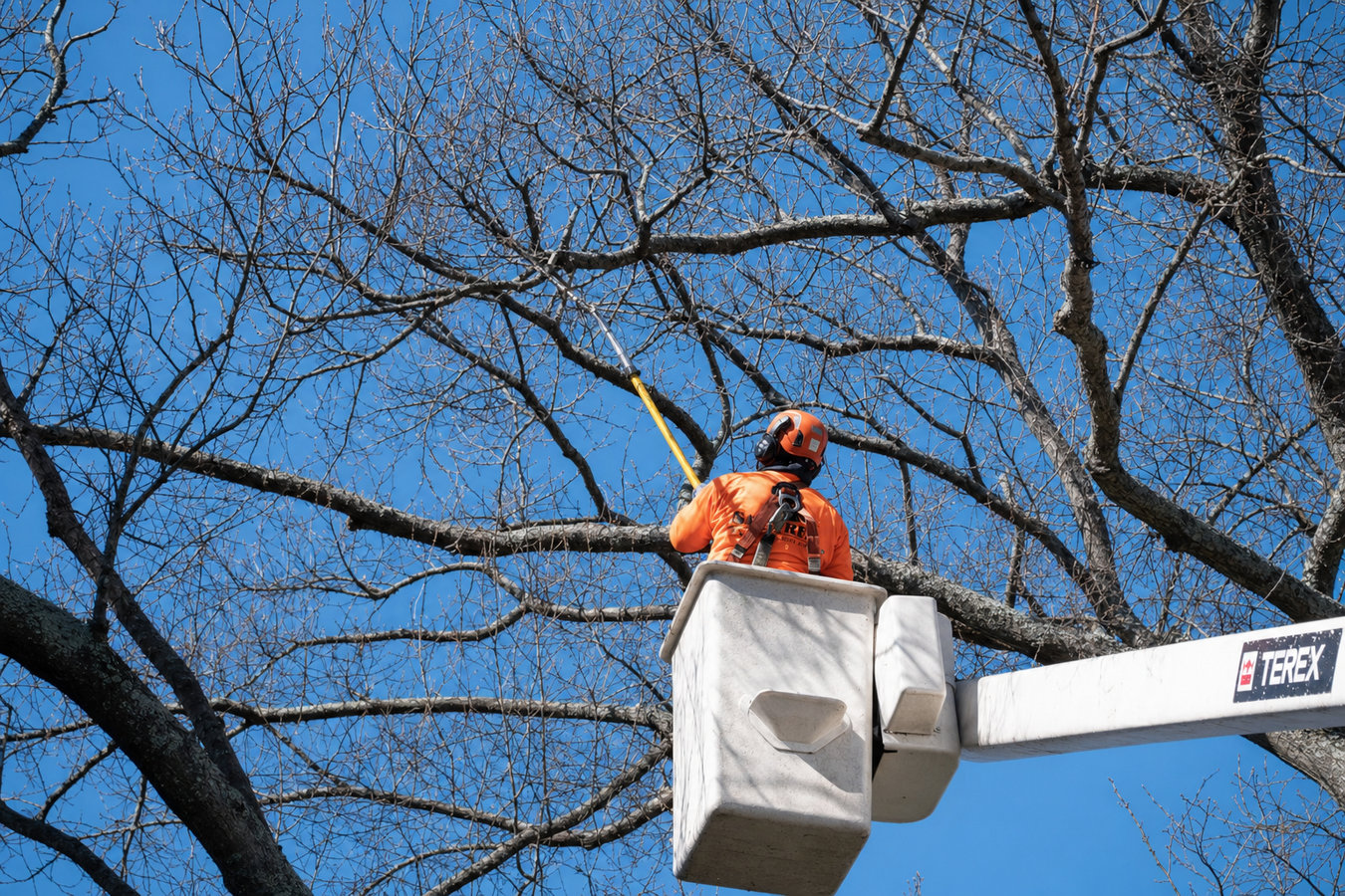 Heritage Glendale Tree Care crew performing tree service in Glendale, CA